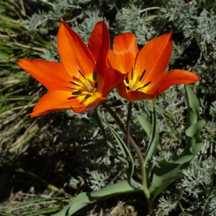 Tulipa ostrowskianum